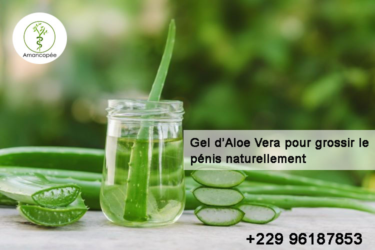 Grossir le pénis avec l'Aloe Vera