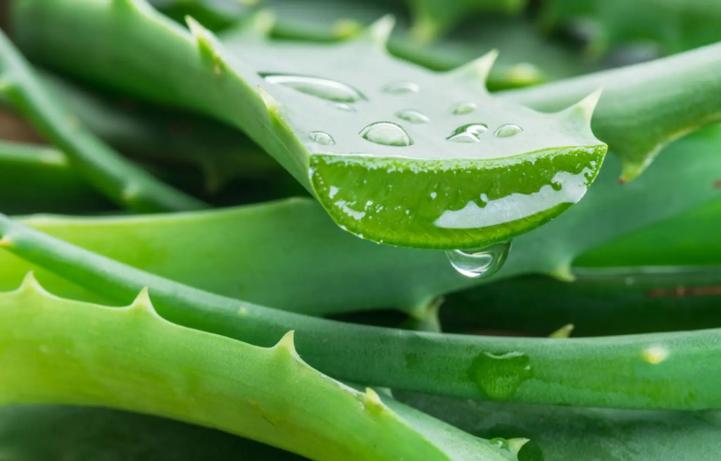 Grossir le pénis avec l'Aloe Vera