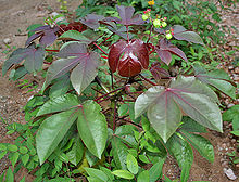 Le jatropha rouge pour guérir du VIH