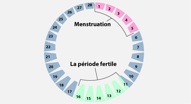 Comment fonctionne le cycle menstruel?