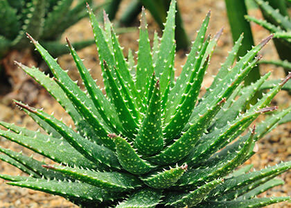 Aloe vera pour traiter les condylomes