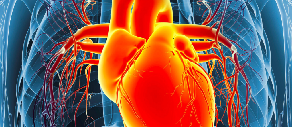 Les bienfaits du Marronnier d'Inde pour la santé cardiovasculaire