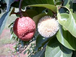 Les Vertus Médicinales du Naucléa Latifolia