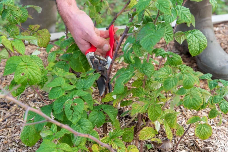 herbes de fertilité pour les femmes